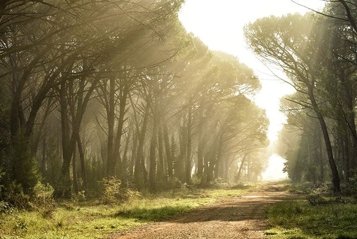 Zadar Croatia: Great Things To Do, Attractions, Museums 11 Zadar Forest Park