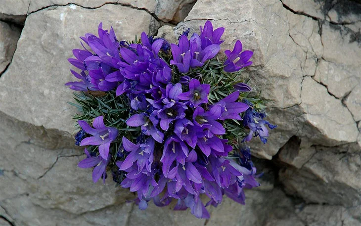 Northern Velebit National Park: Top Things To Do & Entrance Fees 16 Botanic Garden