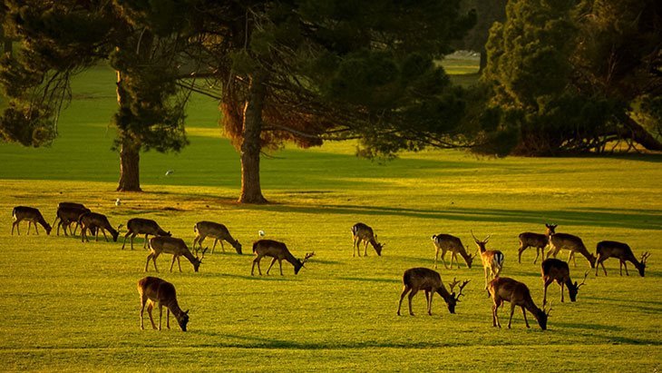 Brijuni National Park & Islands Croatia: Best Things To Do, Attractions & Getting There 10 Animals In National Park Brijuni