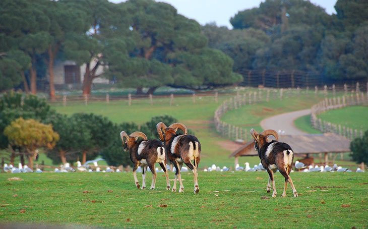 Brijuni National Park & Islands Croatia: Best Things To Do, Attractions & Getting There 11 Animals In Brijuni Croatia
