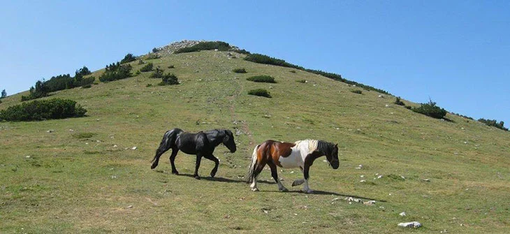 Northern Velebit National Park: Top Things To Do & Entrance Fees 6 North Velebit Horses