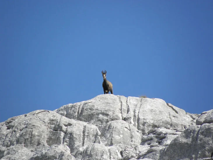 Northern Velebit National Park: Top Things To Do & Entrance Fees 14 Nothern Velebit Animals