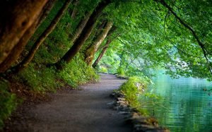 Forest In Plitvice lakes National Park