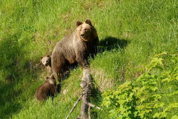 Risnjak National Park Croatia: Best Things To Do, Peaks, Entrance Fees 13 Risnjak Animal Watching
