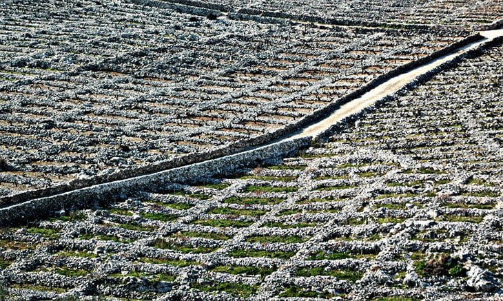 Primošten Croatia - Travel Guide & Itinerary 7 Primosten Croatia Vineyards