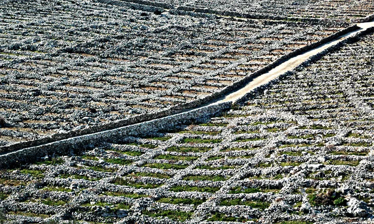 Primošten Croatia - Travel Guide & Itinerary 7 Primosten Croatia Vineyards