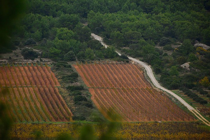Island Of Vis Croatia: Top Things To Do, Beaches, Attractions & Getting There 8 Vis Wine Vugava & Plavac Mali