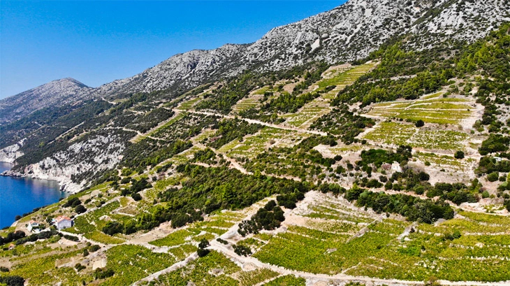 Dingač Wine Of Croatia